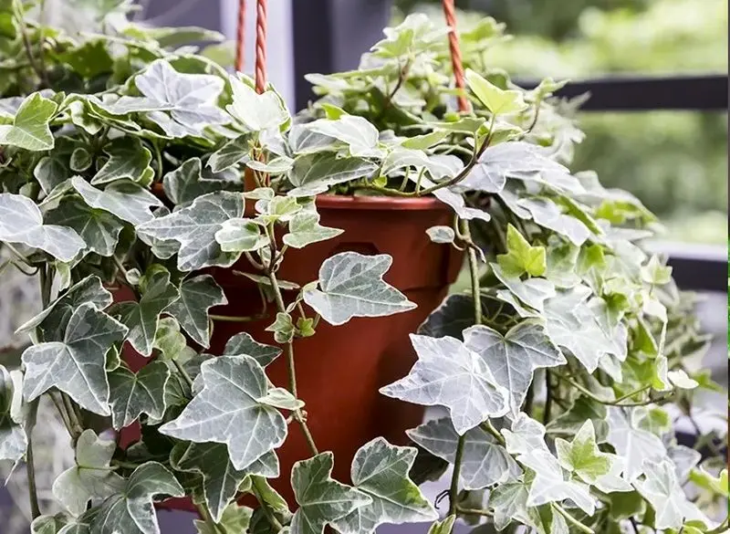 ۹ گیاه آپارتمانی سمی که برای کودکان خطرناک هستند! پاپیتال