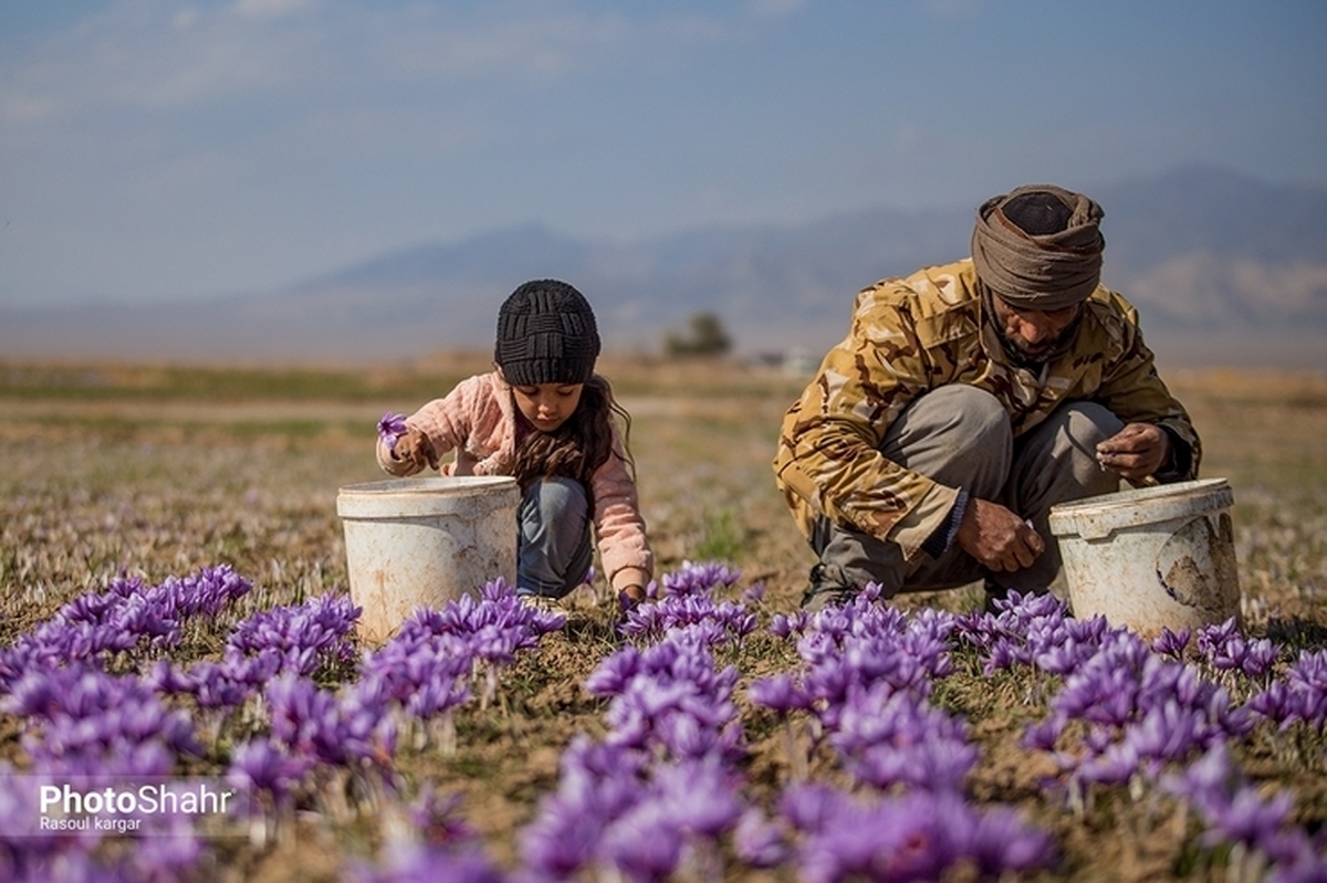بحران کم‌آبی در ۳۱ درصد از مزارع زعفران گناباد