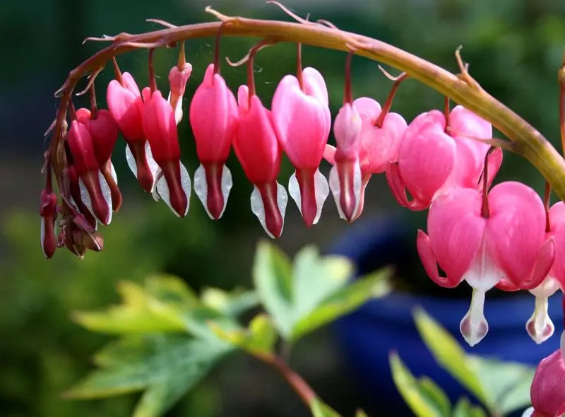 ۷ گیاه آپارتمانی که عشق را به خانه میآورند گل قلب خونین