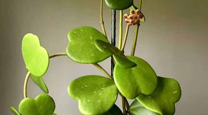 ۷ گیاه آپارتمانی که عشق را به خانه میآورند هویا کری