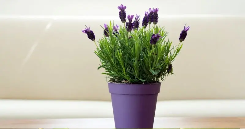 ۷ گیاه آپارتمانی که عشق را به خانه میآورند اسطوخودوس