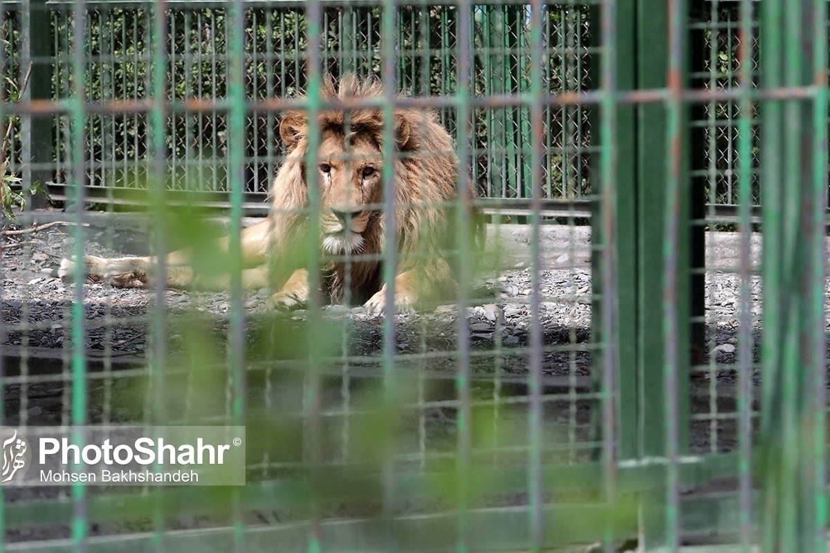 یک فعال حقوق حیوانات گفت: باغ وحش‌ها انگیزه‌ای برای درمان حیوانات پا‌به‌سن‌گذاشته ندارند، چراکه از یک طرف هزینه درمان این حیوانات بالاست و از سوی دیگر حیوانات پیر مورد علاقه بازدیدکنندگان باغ وحش نیستند. 