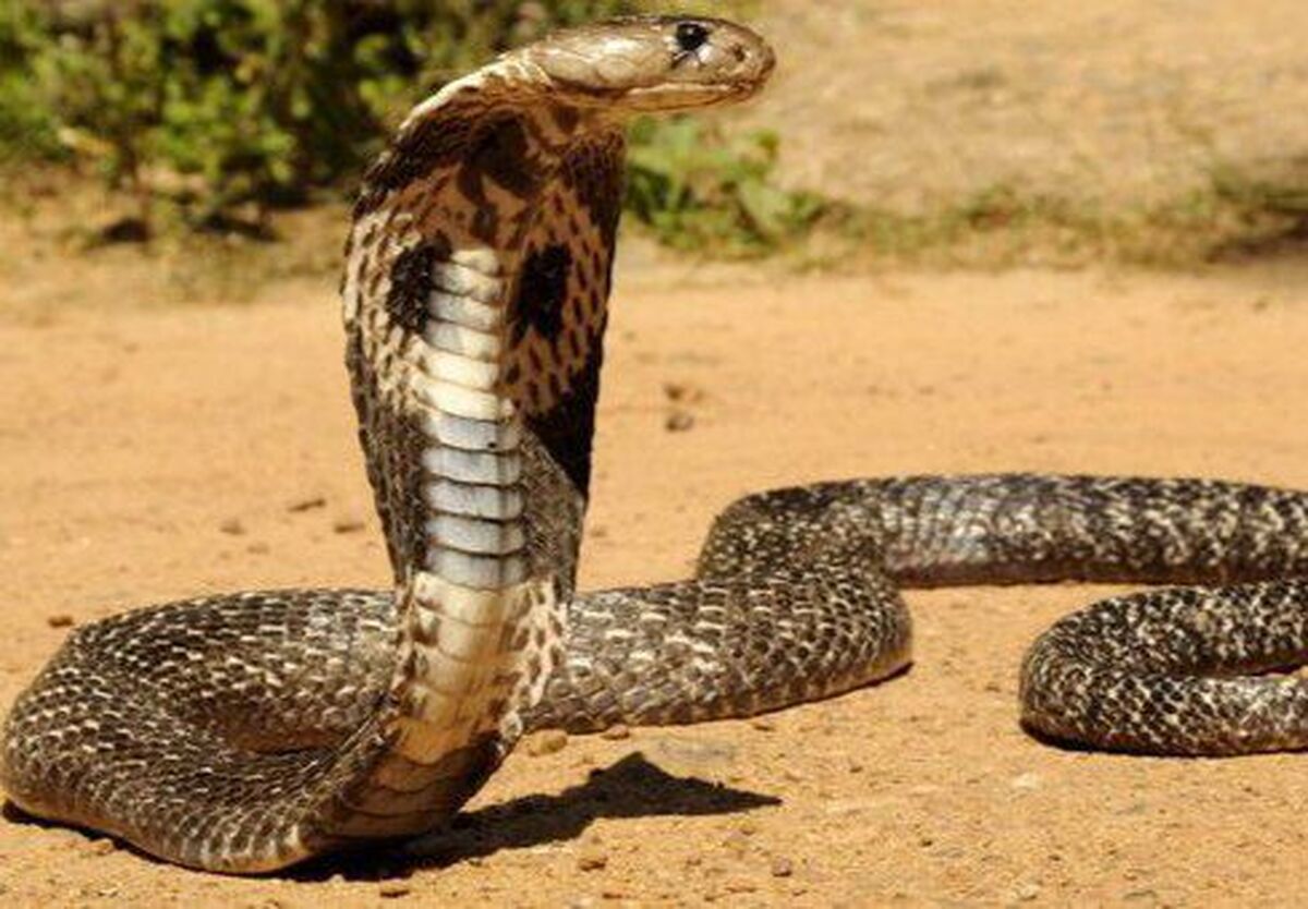 بر اساس گزارش مدیریت بیماری های واگیر وزارت بهداشت، سالانه ۵.۴ میلیون نفر در جهان مارگزیده می شوند و متاسفانه تا ۱۳۸ هزار نفر نیز جان خود را از دست می دهند.