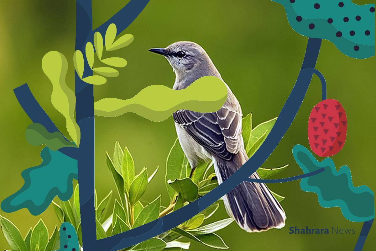 آیا می‌توانید با گوش دادن به صدای یک پرنده تشخیص دهید کدام پرنده است؟ پرنده‌های مختلف صداهای مختلفی دارند که مخصوص خودشان است.