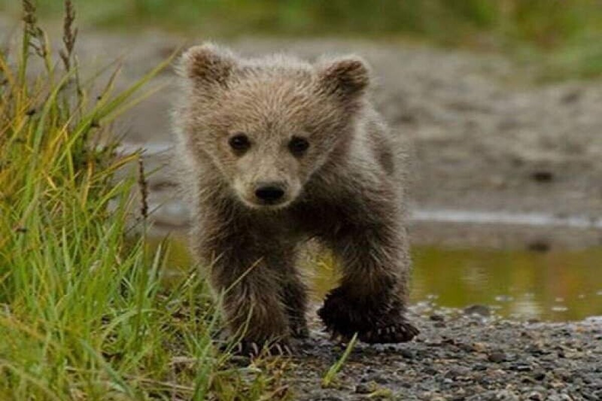 محیط‌بانان شهرستان سیاهکل موفق شدند در حین گشت‌زنی در مناطق جنگلی، صحنه‌ای دیدنی از بالا رفتن سریع توله خرس قهوه‌ای از درخت را ثبت و ضبط کنند.