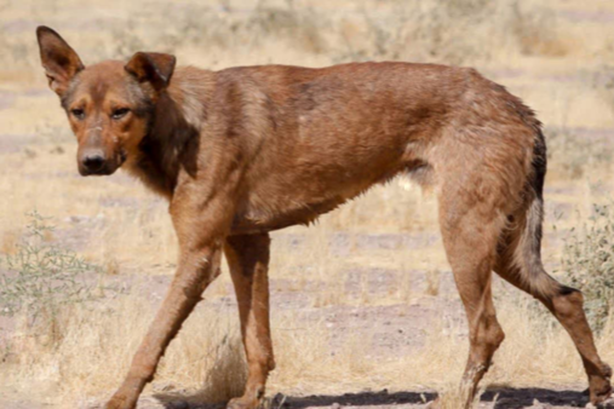 رئیس شبکه دامپزشکی طرقبه شاندیز گفت: یک قلاده سگ در یکی از روستاهای این شهرستان که به بیماری هاری مبتلا شده بود، پس از اطلاع نسبت به معدوم سازی لاشه اش اقدام شده است.