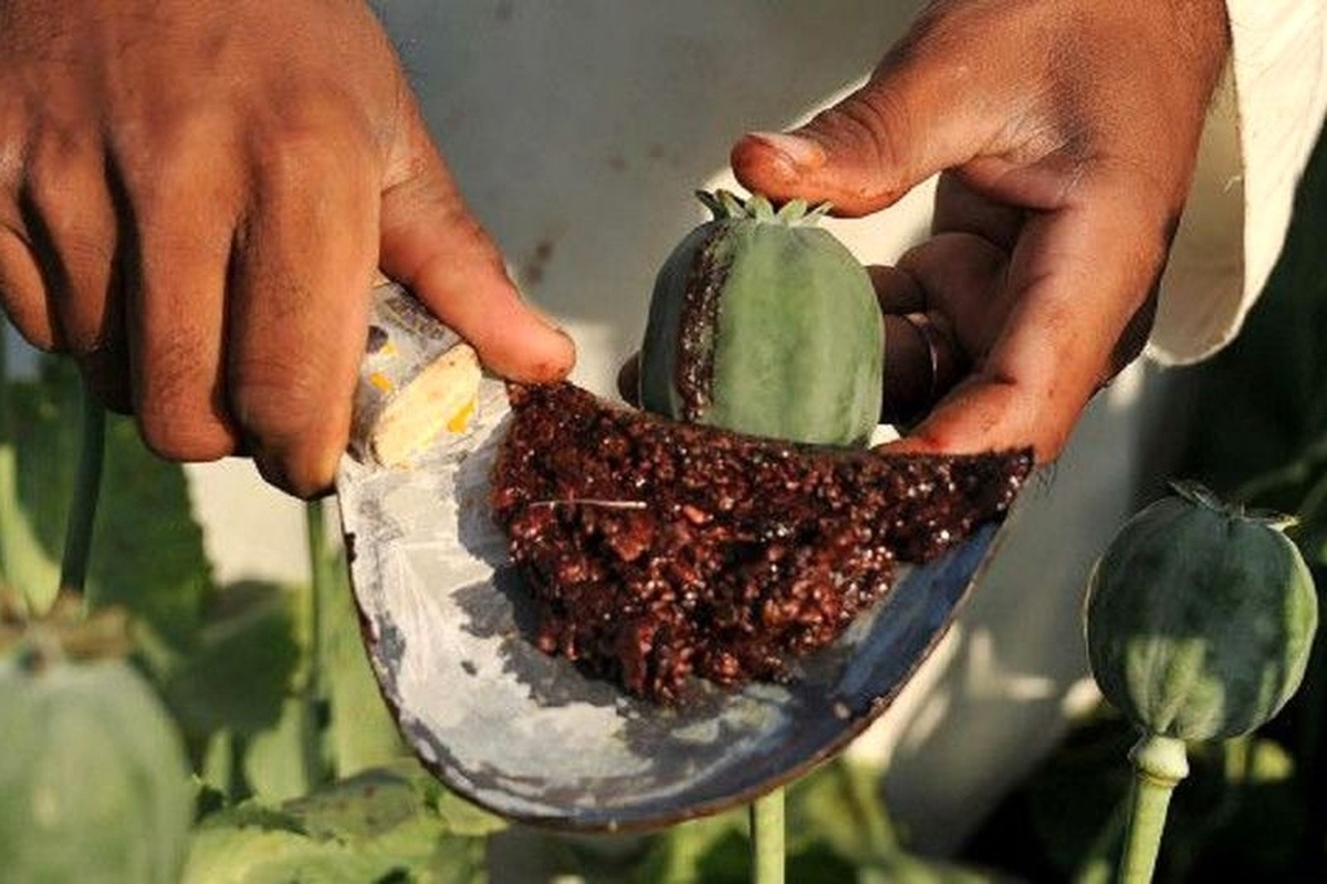 کاهش میزان کشفیات و خلوص تریاک موردنیاز وزارت بهداشت برای تولید دارو، مسئولان را به گزینه «کِشت کنترل‌شده و بدون نَشتی» داخل کشور رسانده است، اما در همین وضعیت، در برخی استان‌ها کشاورزان و سودجویان مشغول کِشت غیرقانونی مخدر هستند.