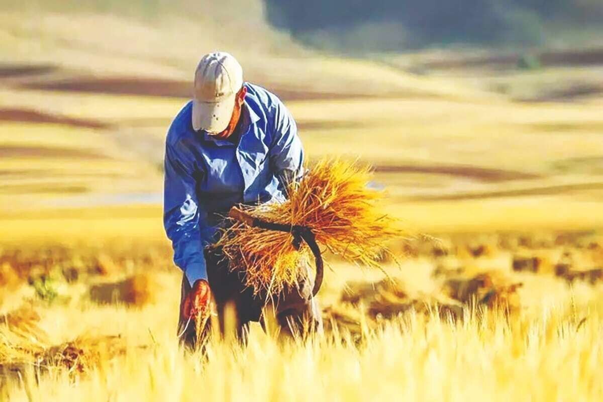 رئیس بنیاد ملی گندم‌کاران از برگزاری جلسه شورای قیمت‌گذاری محصولات اساسی در روز دوشنبه خبر داد و گفت: نرخ پیشنهادی خرید تضمینی گندم بر اساس محاسبات هزینه تولید و سود متعارف ۳۲ هزار و ۵۰۰ تومان برای هر کیلوگرم است.