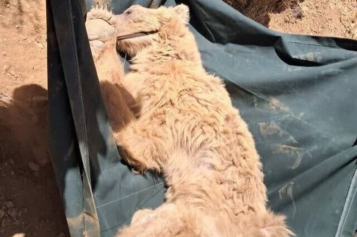 نجات خرس زخمی از ارتفاعات کوه خرسی مرودشت استان فارس