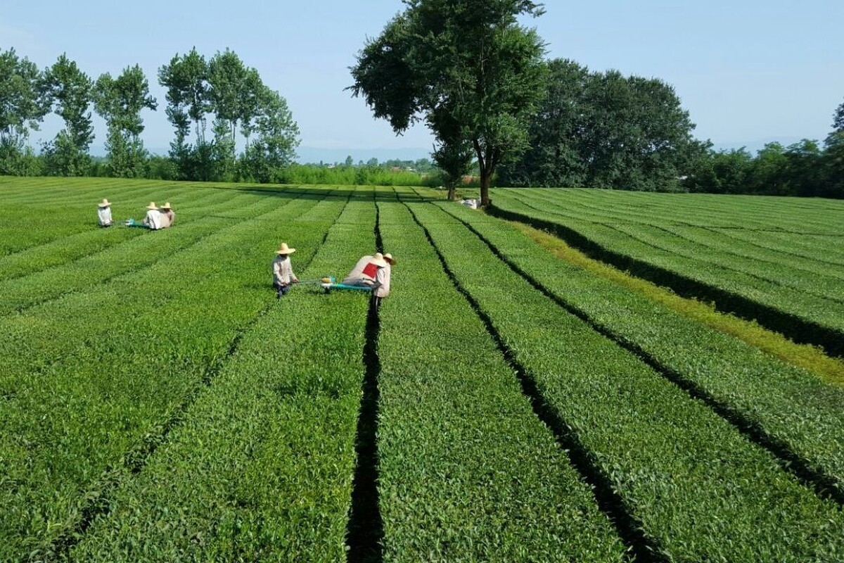 نمایی هوایی از مزرعه چای در استان گیلان که هر ساله تامین کننده چای در ایران است را مشاهده می‌کنید.