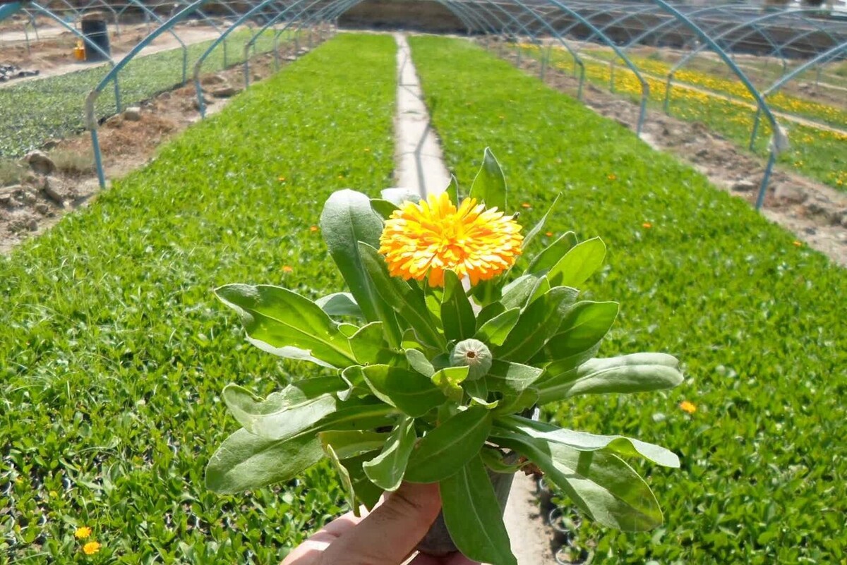 آغاز کاشت ۲ میلیون بوته گل پاییزی در شهر مشهد از امروز (سه‌شنبه، یکم مهر ۱۴۰۴)