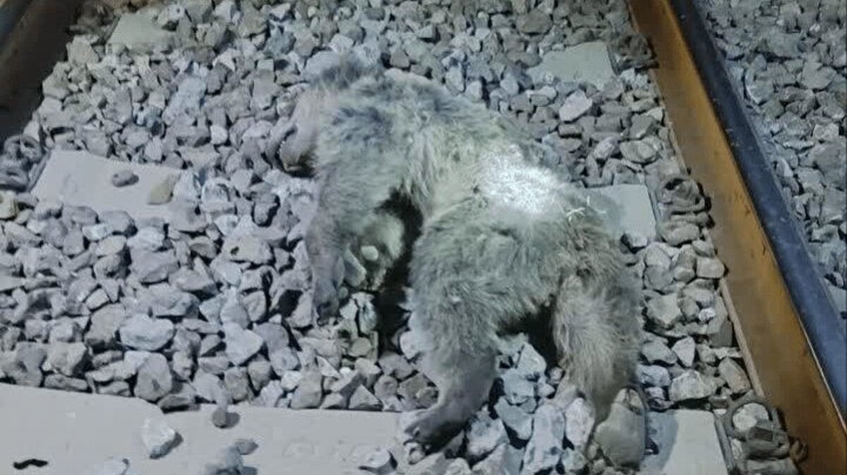 ۲ توله خرس بر اثر برخورد با قطار در مرودشت تلف شدند