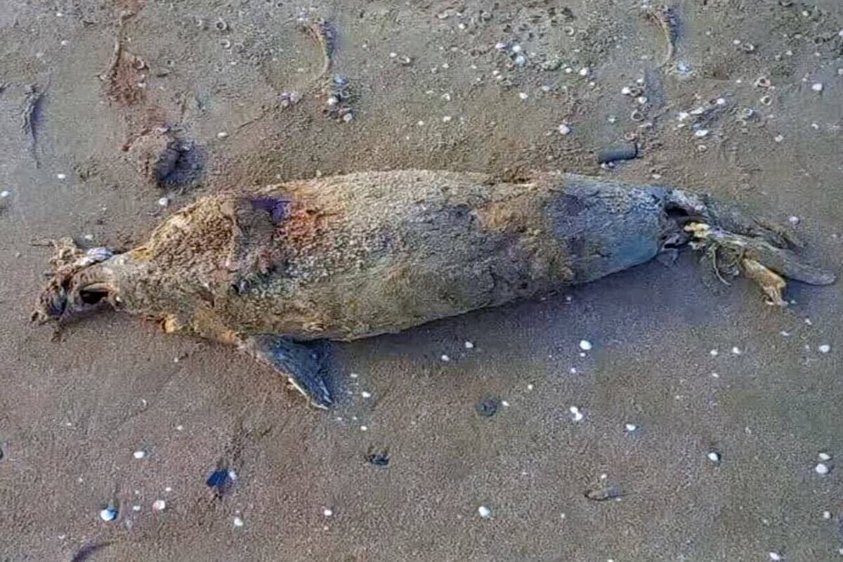 رئیس اداره حفاظت از زیست بوم دریایی محیط زیست استان گیلان گفت: ممکن است فک‌های خزری به دلیل یک عامل ویروسی تلف شوند به همین دلیل به گردشگران توصیه می‌شود از لمس لاشه‌ها جداً خودداری کنند.