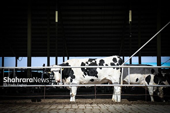 گزارش تصویری | گاوداری صنعتی در خراسان رضوی