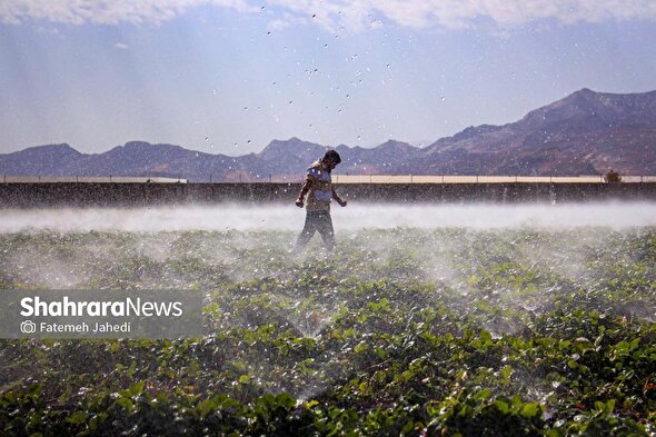 گزارش تصویری | گلخانه توت فرنگی