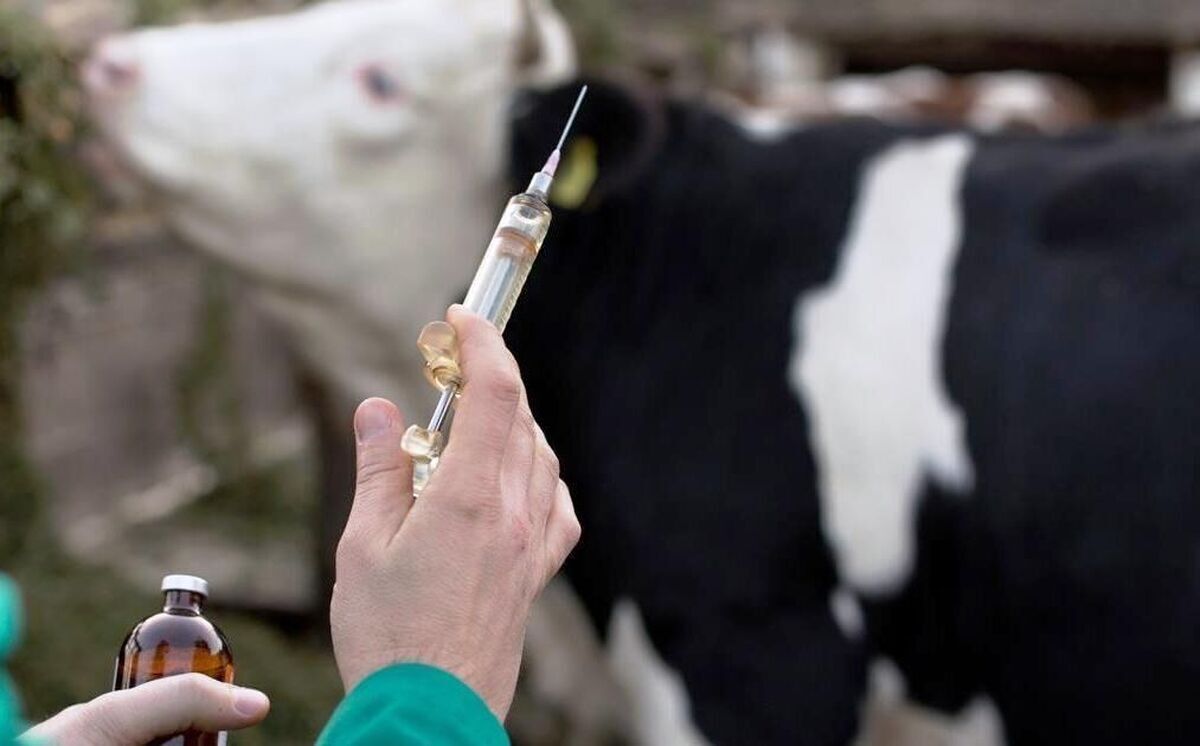 رئیس دانشکده دامپزشکی دانشگاه فردوسی مشهد با تأکید بر نقش حیاتی دامپزشکان در سلامت عمومی گفت: دامپزشکی تنها مراقبت از حیوانات نیست، بلکه ستون سلامت جامعه و ضامن امنیت غذایی کشور است.