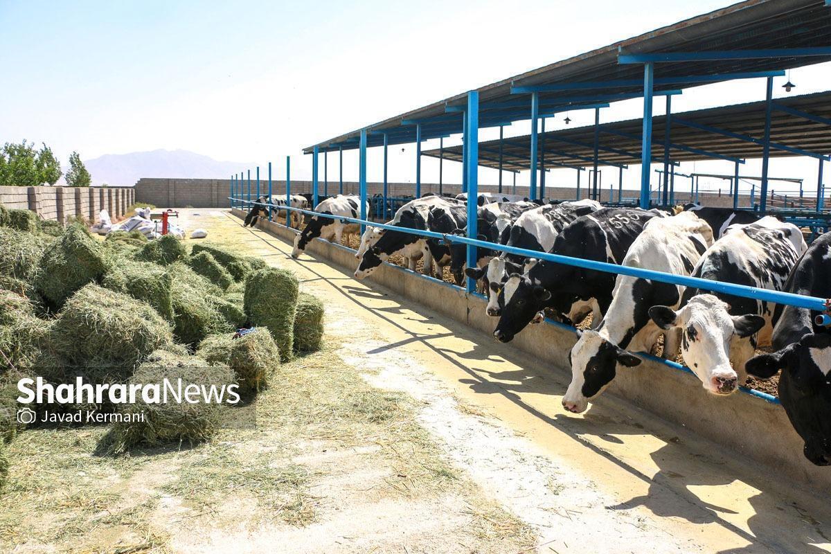 بیش از ۲۴ هزار مرکز تولید دام و فرآورده‌های دامی زیر پوشش نظام دامپزشکی خراسان رضوی