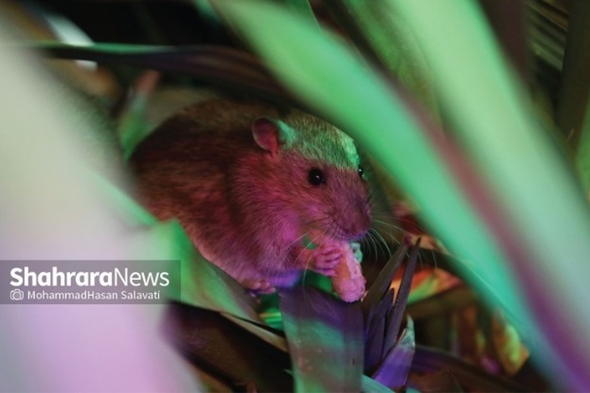 رئیس اداره محیط زیست، سلامت و ایمنی حوزه معاونت محیط زیست و خدمات شهری شهرداری مشهد به دغدغه برخی شهروندان در مورد وجود موش در خیابان هاشمیه پاسخ داد.