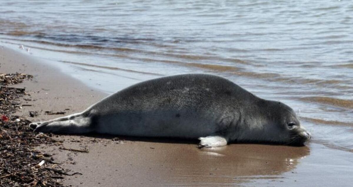 با کشف لاشه یک فک خزری دیگر در سواحل فرح‌آباد ساری، شمار موارد کشف‌شده این گونه جانوری از ابتدای سال جاری تاکنون، به ۵۴ قلاده در سواحل شمالی کشور رسید.