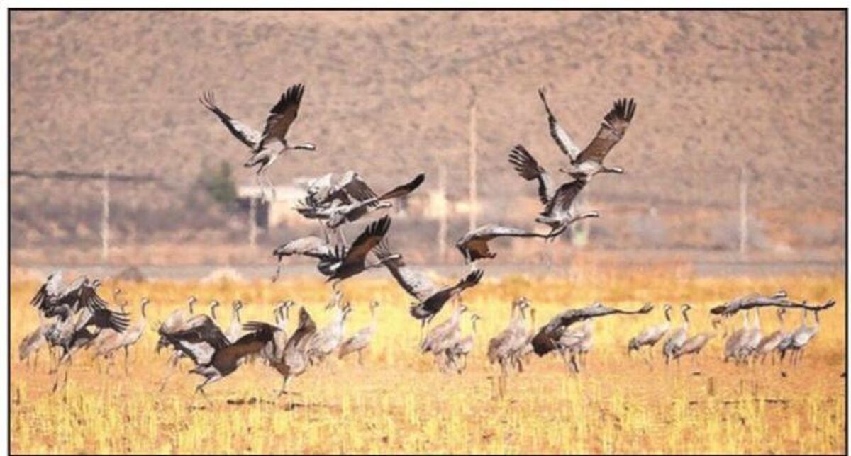 رئیس اداره محیط زیست تایباد از فرود درناهای خاکستری در تایباد خبر داد.