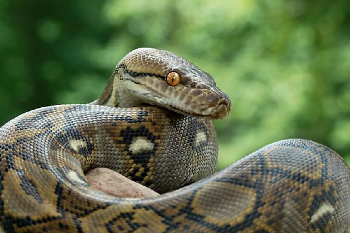 ویدئویی دیدنی از پوست‌اندازی یک مار عظیم‌الجثه را مشاهده می‌کنید.