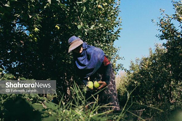 گزارش تصویری | برداشت گلابی از باغات چناران