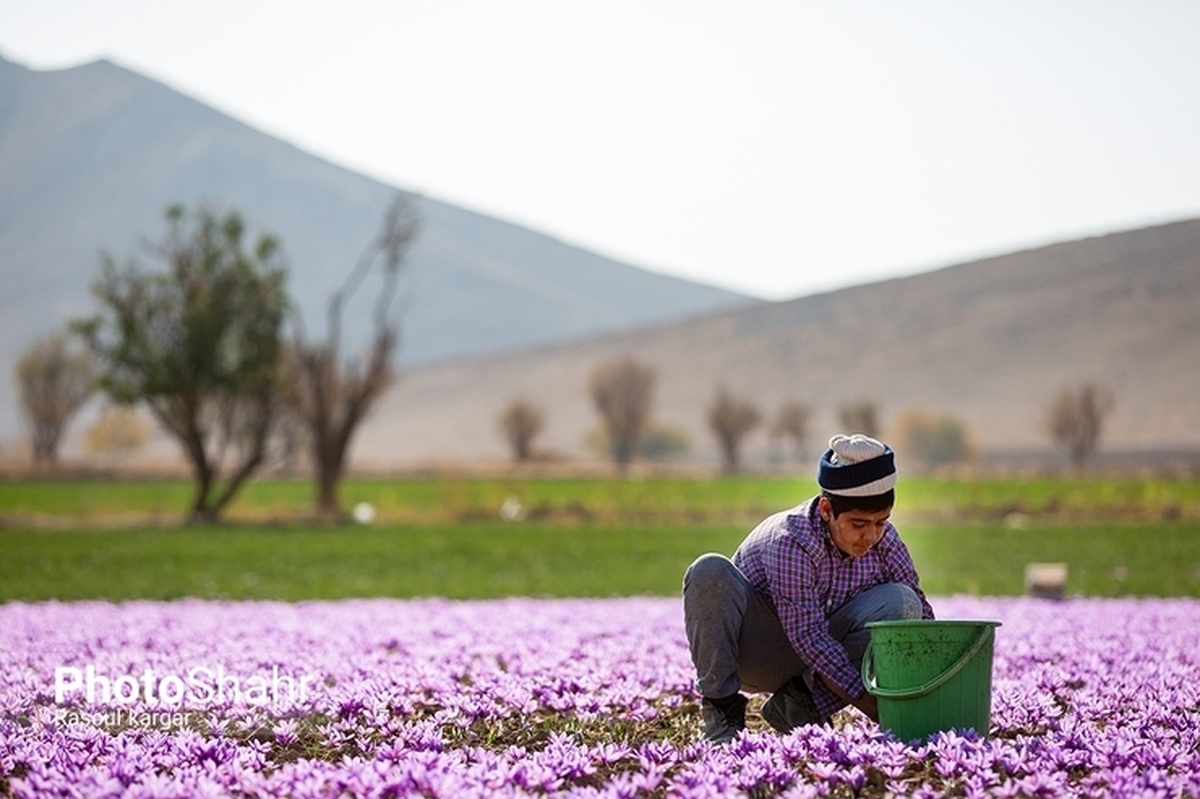 قیمت گل زعفران در مناطق و روستا‌های مختلف استان خراسان رضوی امروز، منی (۳ کیلوگرم) ۴ میلیون و ۱۰۰ هزار تومان تا ۴ میلیون و ۵۰۰ هزار تومان است.