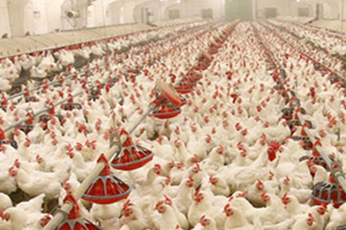 سازمان جهانی بهداشت دام، شیوع آنفلوانزای پرندگان H۵N۱ در طیور ایران را تأیید کرد.