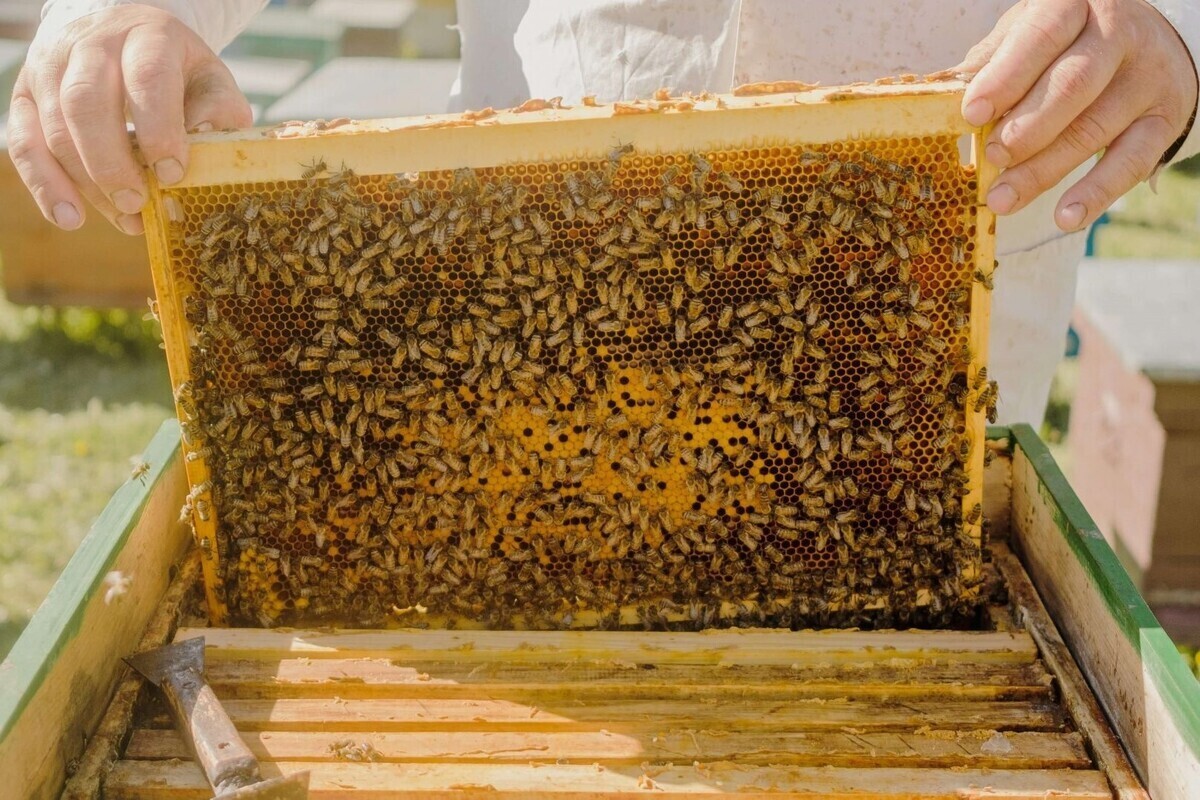 رئیس سازمان جهاد کشاورزی خراسان رضوی گفت: طرح ملی سرشماری زنبورستان‌ها در استان که از پنجم مهرماه جاری آغاز شده بود طی ۲ هفته به انجام رسید.