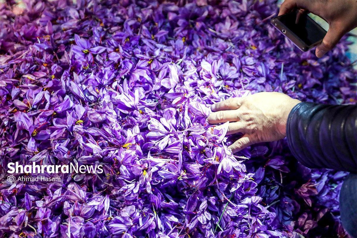 قیمت هر کیلو گل تازه زعفران خراسان رضوی نسبت‌به پنجشنبه گذشته، حدود ۲۰۰ هزار تومان ارزان‌تر شد.
