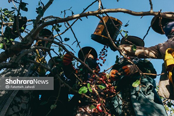 گزارش تصویری | برداشت پسته از باغات نیشابور