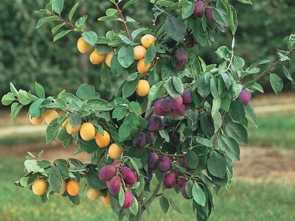 مسئول میراث فرهنگی، گردشگری و صنایع‌دستی چناران از برگزاری جشنواره برداشت محصولات باغی این شهرستان همزمان با هفته گردشگری خبر داد.