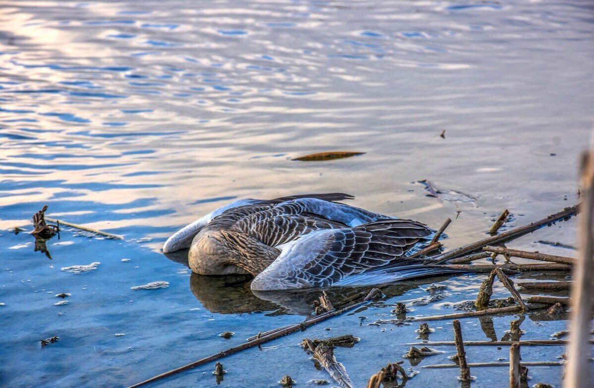 ویروس آنفلوانزای پرندگان در شمال کشور شیوع یافته است و به گفته رئیس انجمن علمی متخصصین بیماری‌های عفونی ایران، در صورت انتقال این ویروس به انسان، خطر مرگ در حدود ۵۰ درصد موارد وجود دارد.
