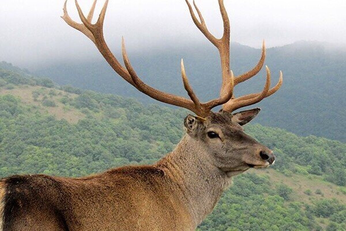 ویدئویی زیبا و دیدنی از حضور این گونه نشانه‌ای از سلامت اکوسیستم و تلاش‌های حفاظتی است.