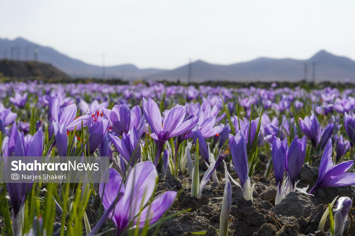 قیمت هر یک کیلو گل تازه زعفران امروز بین یک میلیون و ۳۳۰ تا یک میلیون و ۳۸۰ هزار تومان در تربت‌حیدریه به فروش می‌رسد.