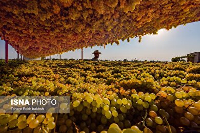 گزارش تصویری | شهرستان تاکستان قطب انگور ایران
