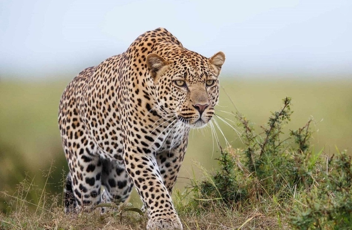 یک قلاده پلنگ در پارک ملی قطرویه فارس مشاهده شد.