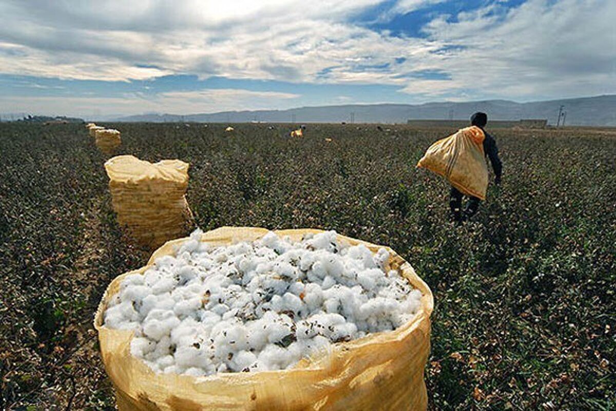 مدیر زراعت سازمان جهاد کشاورزی خراسان رضوی گفت: برداشت محصول پنبه به عنوان طلای سفید از مزارع زیر کشت این محصول در استان آغاز شد.