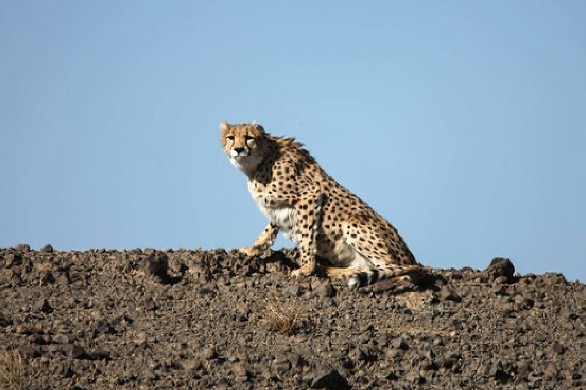 یک قلاده یوزپلنگ آسیایی در پارک ملی توران شاهرود توسط محیط‌بانان مشاهده و فیلم‌برداری شد،  این رخداد در یکی از زیستگاه‌های اصلی یوز آسیایی ثبت شده و نشانه‌ای امیدوارکننده از حضور این گونه در حال انقراض است.