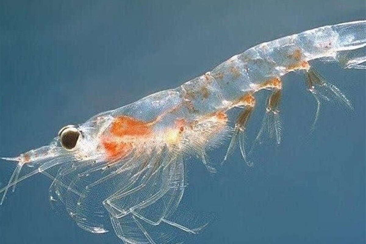 در جریان بازدید میدانی فرماندار قشم از صیدگاه‌های فعال در فصل صید میگو، یک نمونه کمیاب از گونه در حال انقراض «میگوی ببری دم‌چتری» که در تور صیادان درگهان گرفتار شده بود، به‌دست فرماندار قشم آزاد شد تا به زیستگاه طبیعی خود بازگردد.