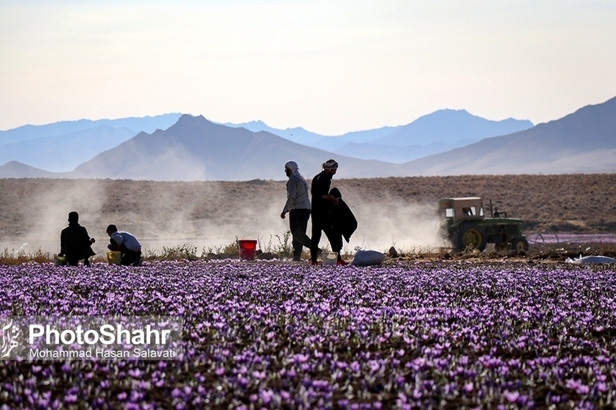 مدیر باغبانی سازمان جهاد کشاورزی خراسان رضوی، با اشاره به تأثیر مستقیم تغییرات اقلیمی بر تولید زعفران استان، از پیش‌بینی کاهش وزن عملکرد این محصول در سال ۱۴۰۴ خبر داد.