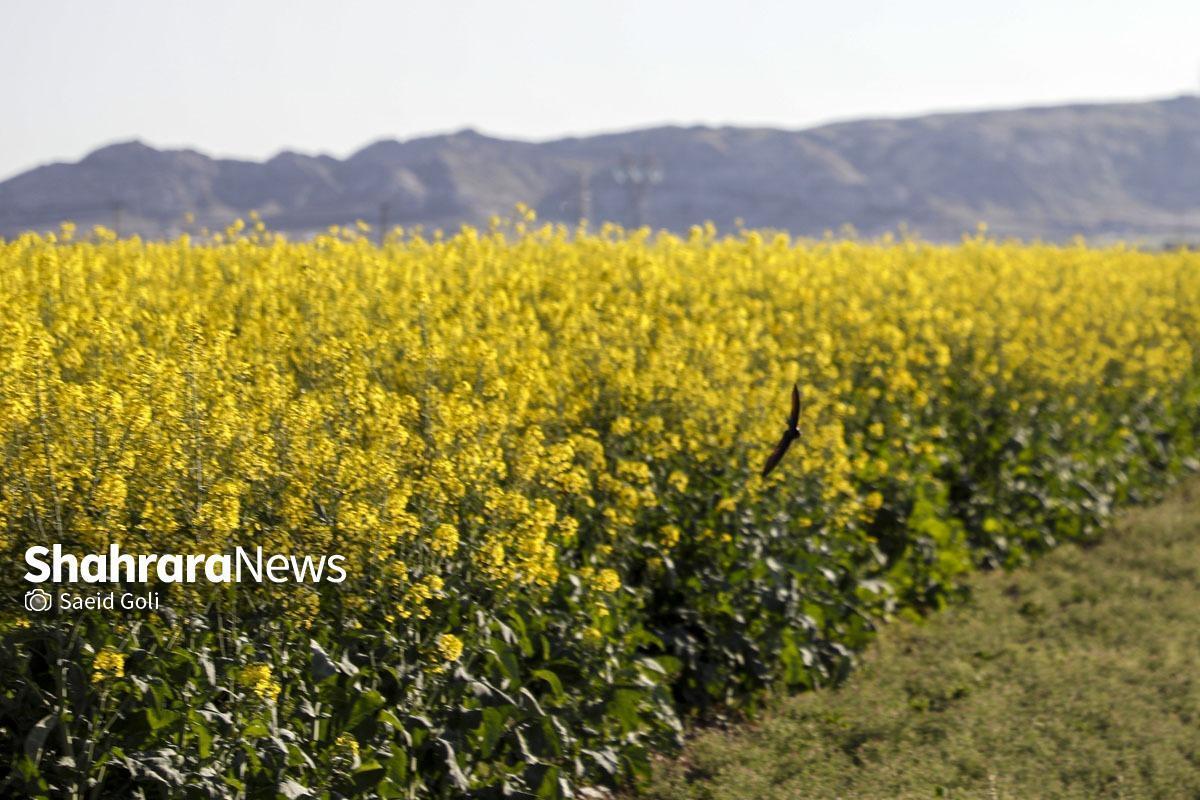معاون بهبود تولیدات گیاهی جهاد کشاورزی خراسان رضوی از پیشرفت در کشت دانه روغنی کلزا در سطح استان خبر داد و اعلام کرد که پیش‌بینی می‌شود سطح کشت این محصول به سه هزار و ۲۰۰ هکتار برسد.