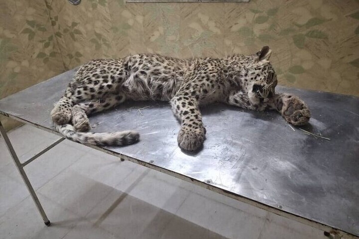 رئیس اداره حفاظت و مدیریت حیات وحش اداره کل حفاظت محیط زیست خراسان رضوی گفت: پلنگ جوانی در صالح آباد به علت حمله سگ‌های گله تلف شد.