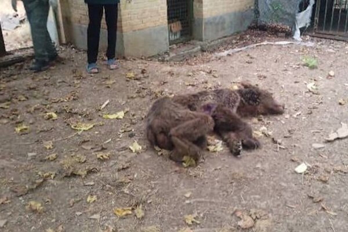 ۲ قلاده خرس قهوه‌ای که بر اثر اصابت گلوله در آمل زخمی شده بودند، تلف شدند.