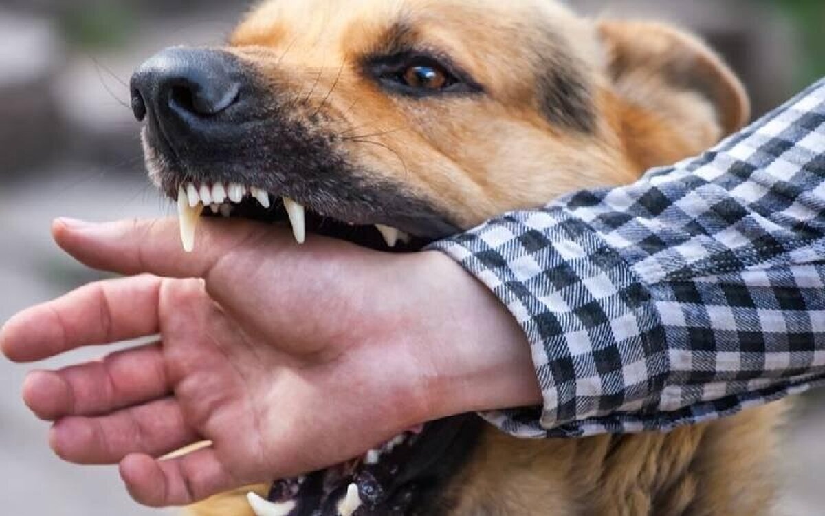 ثبت بیش از ۲۰ هزار مورد حیوان‌گزیدگی در مناطق تحت پوشش دانشگاه علوم پزشکی مشهد از ابتدای سال