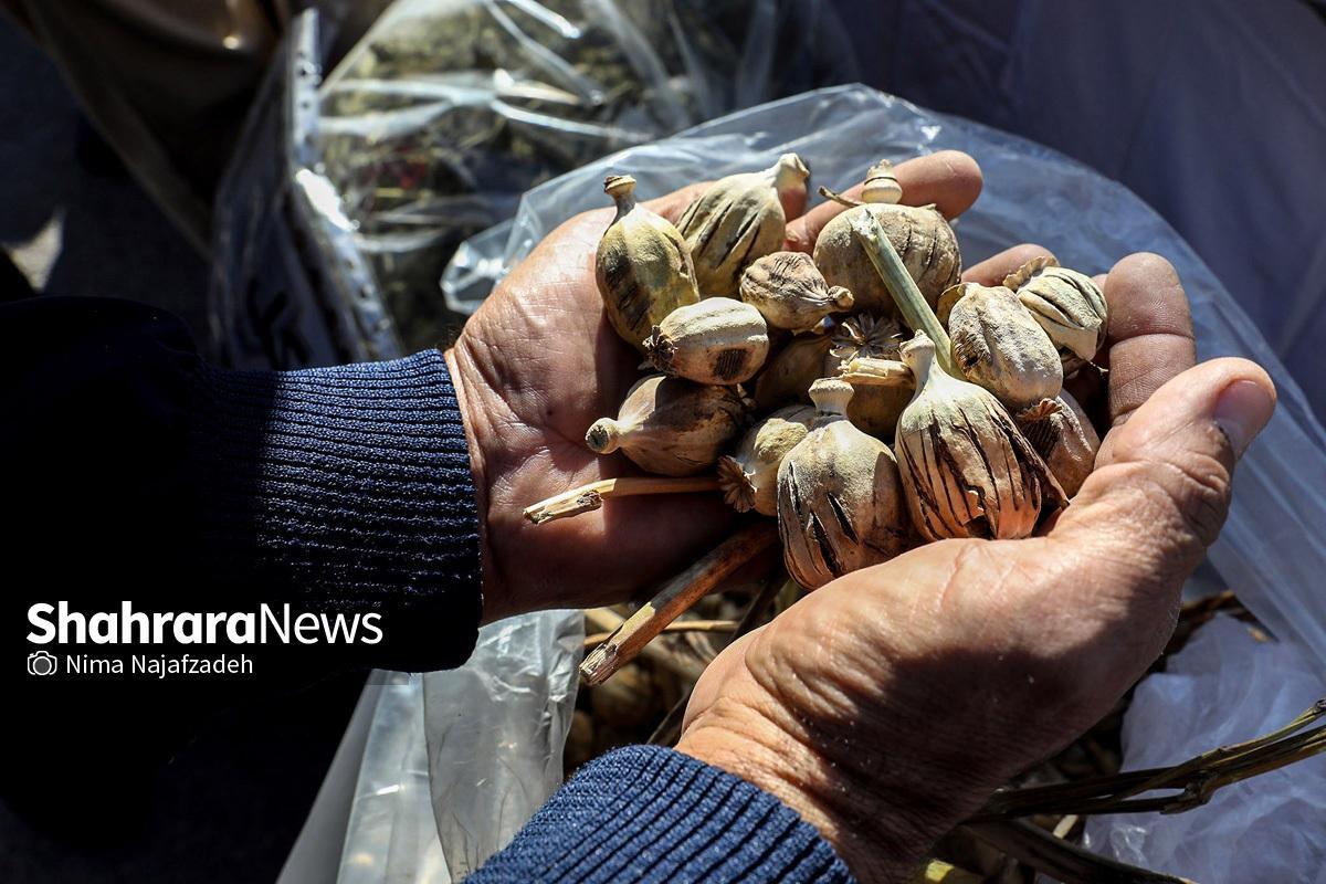 قائم مقام دبیرکل ستاد مبارزه با مواد مخدر درخصوص کشت خشخاش و شایعاتی در این رابطه، توضیحاتی ارائه کرد.