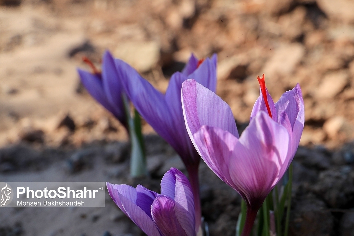 تا پایان فصل گل‌دهی زعفران، به صورت روزانه به بررسی قیمت گل تازه زعفران و نگین و... می‌پردازیم.