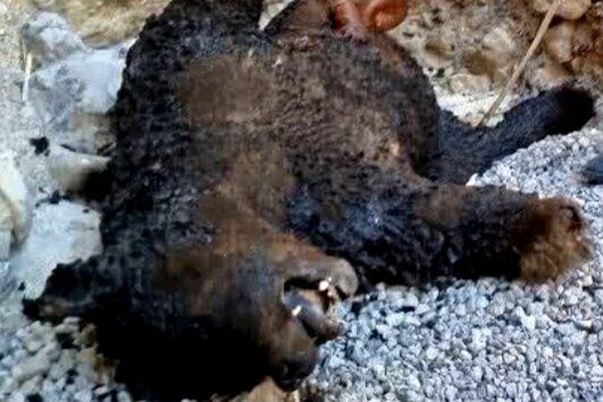 مدیرکل حفاظت محیط زیست استان کهگیلویه و بویراحمد از شکار یک قلاده خرس قهوه‌ای و آتش‌زدن لاشه آن توسط متخلفان در دنا خبر داد.