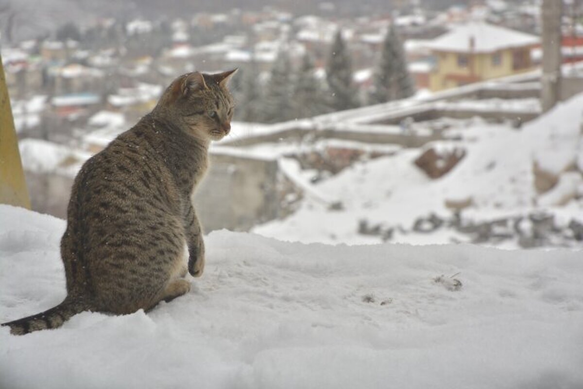 دلاور دوستانیان درباره چگونگی بازی گرفتن از گربه‌ها و دیگر حیوانات در طبیعت توضیح داد.