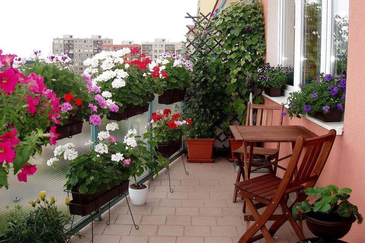 اگر بالکن شما آفتاب‌گیر است، انتخاب‌های فراوانی دارید. گیاهانی که عاشق نور مستقیم‌ هستند، در این شرایط به خوبی رشد می‌کنند.